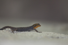 Gonatodes caudiscutatus