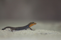 Gonatodes caudiscutatus