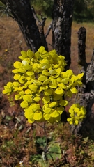 Calceolaria nudicaulis