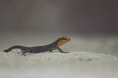 Gonatodes caudiscutatus