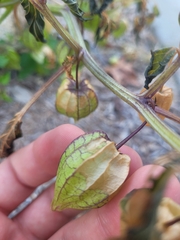 Physalis