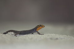 Gonatodes caudiscutatus