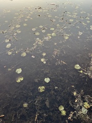 Nymphaea odorata