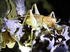 Ocellarnaca furcifera