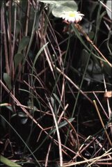 Brachyscome graminea