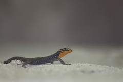 Gonatodes caudiscutatus