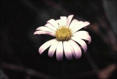 Brachyscome graminea