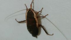 Drymaplaneta semivitta