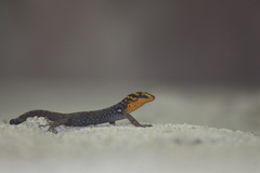 Gonatodes caudiscutatus