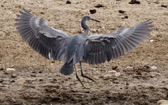 Egretta garzetta dimorpha