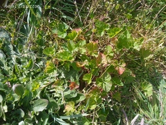 Pelargonium inodorum