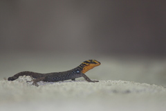 Gonatodes caudiscutatus