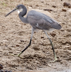 Egretta garzetta dimorpha