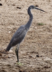 Egretta garzetta dimorpha