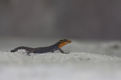 Gonatodes caudiscutatus