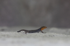 Gonatodes caudiscutatus