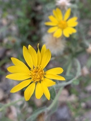 Heterotheca