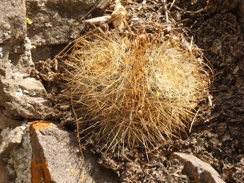 Image of Aylostera fiebrigii by (c) Ben Costamagna, some rights reserved (CC BY)