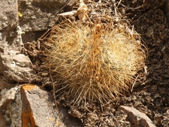Aylostera fiebrigii