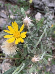 Heterotheca