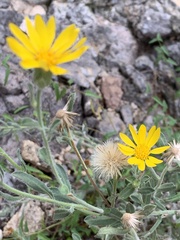 Heterotheca