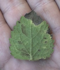 Eupatorium pubescens