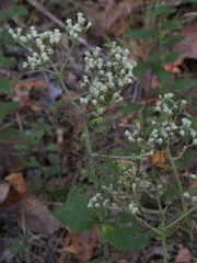 Eupatorium pubescens