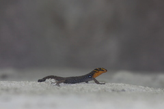 Gonatodes caudiscutatus