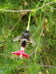 Xylocopa tabaniformis parkinsoniae