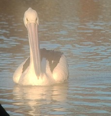 Pelecanus conspicillatus