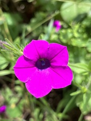 Petunia