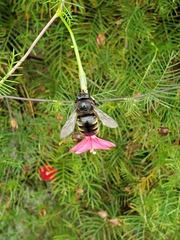 Xylocopa tabaniformis parkinsoniae