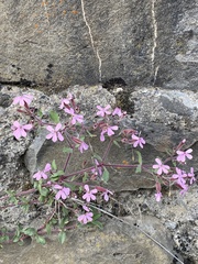 Saponaria ocymoides