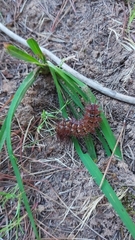 Ormiscodes cinnamomea