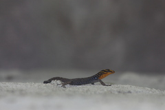 Gonatodes caudiscutatus