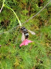 Xylocopa tabaniformis parkinsoniae