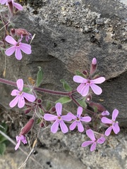 Saponaria ocymoides