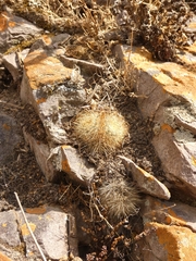 Aylostera fiebrigii