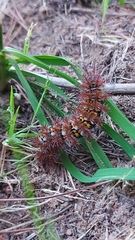 Ormiscodes cinnamomea