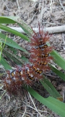 Ormiscodes cinnamomea