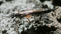 Pimplinae