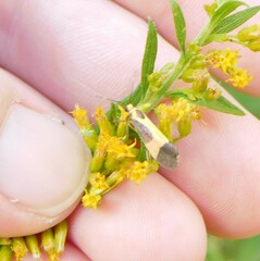 Cisthene kentuckiensis