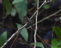 Anolis rodriguezii