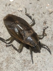 Belostoma