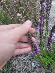 Liatris