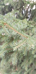 Picea obovata