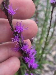 Liatris
