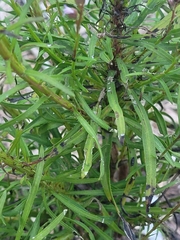 Liatris