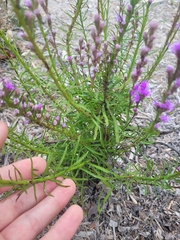 Liatris