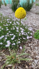 Craspedia variabilis